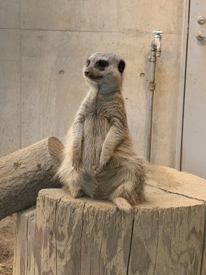 親子の象、可愛い〜。