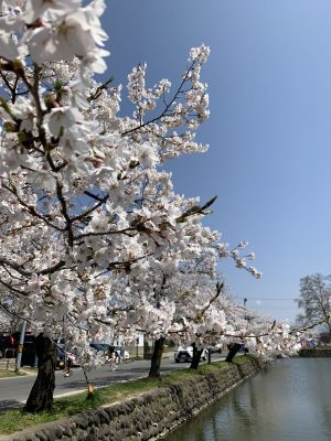 桜、やっぱいいです。